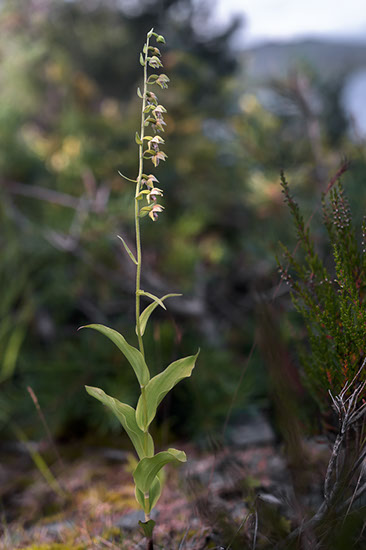 Epipactis helleborine breiflangre