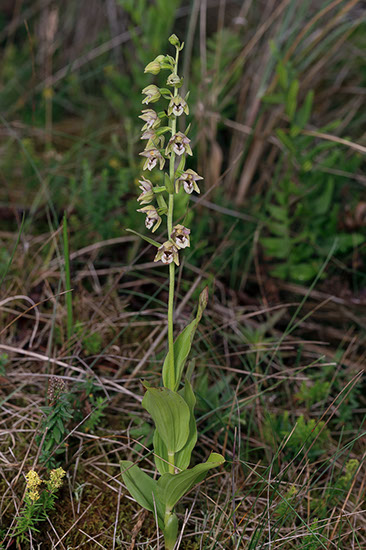 Epipactis helleborine breiflangre