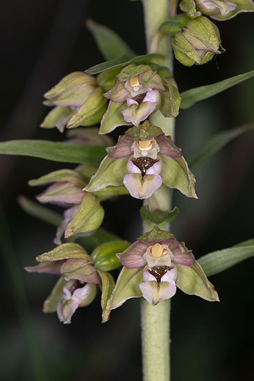Epipactis helleborine breiflangre
