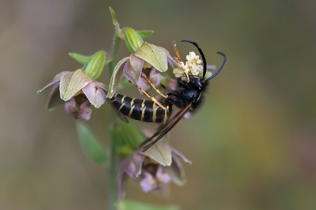 Epipactis helleborine breiflangre