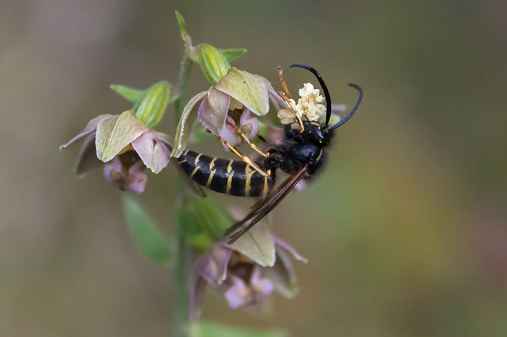 Epipactis helleborine breiflangre