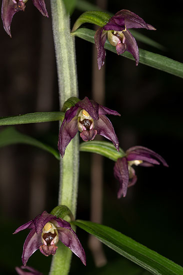 Epipactis helleborine breiflangre