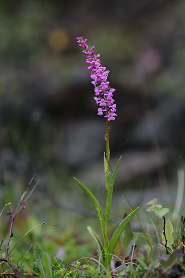 Gymnadenia conopsea brudespore