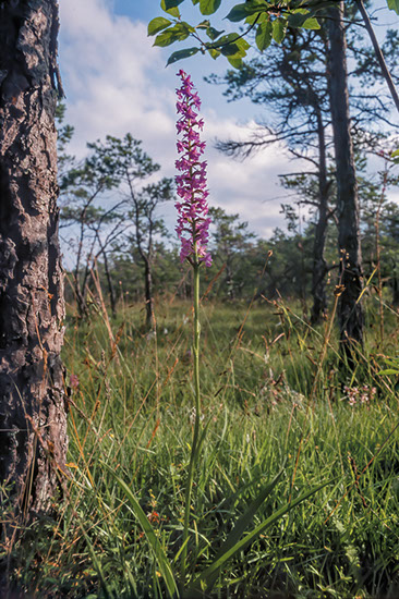 Gymnadenia densiflora praktbrudespore