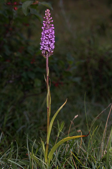 Gymnadenia densiflora praktbrudespore