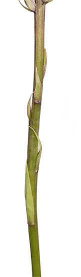 Gymnadenia densiflora praktbrudespore