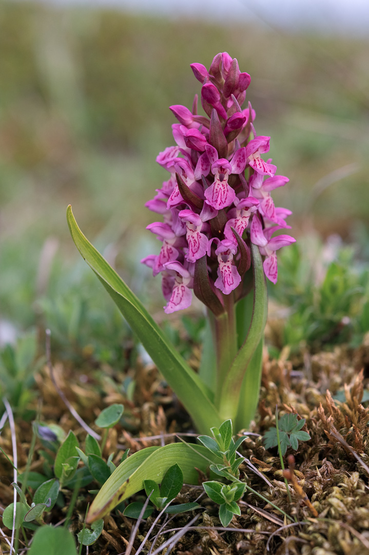 Dactylorhiza incarnata engmarihånd