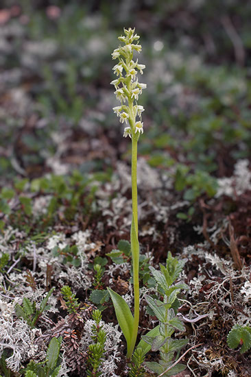 Pseudorchis straminea fjellhvitkurle