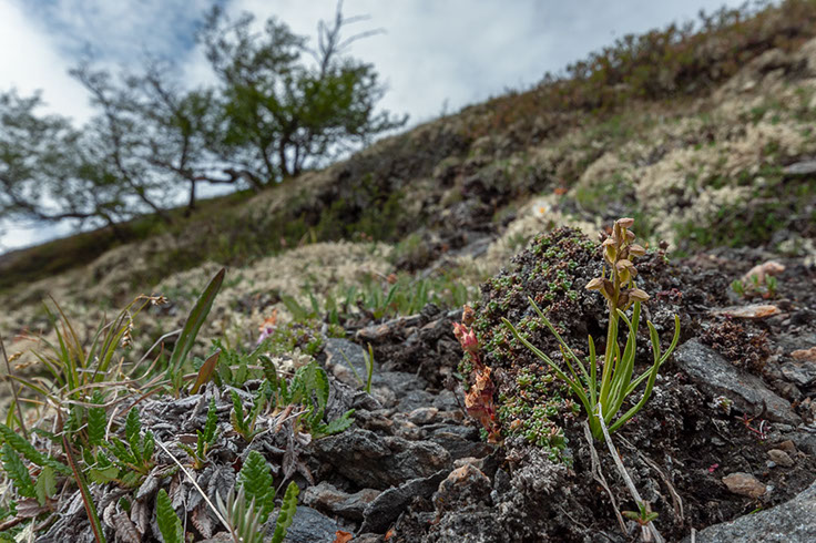 Chamorchis alpina fjellkurle
