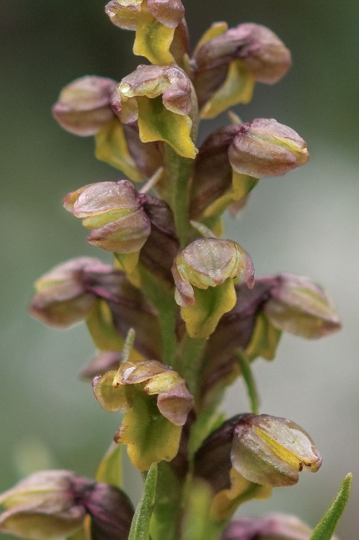 Chamorchis alpina fjellkurle