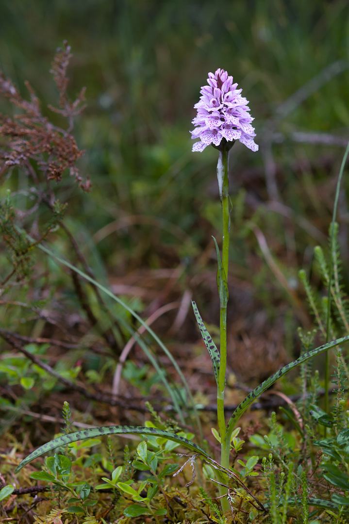 Dactylorhiza maculata blekmarihånd
