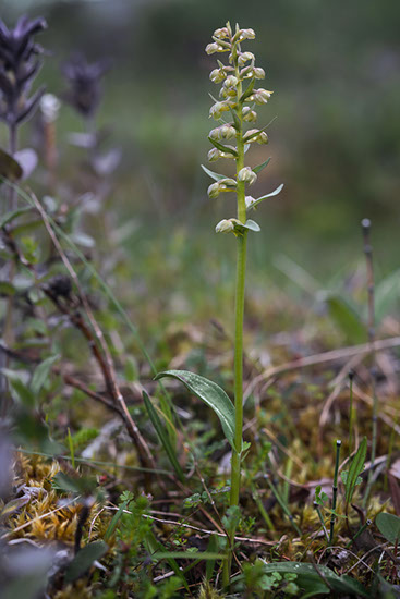 Dactylorhiza viridis grønnkurle