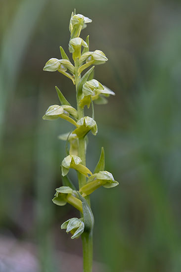 Dactylorhiza viridis grønnkurle