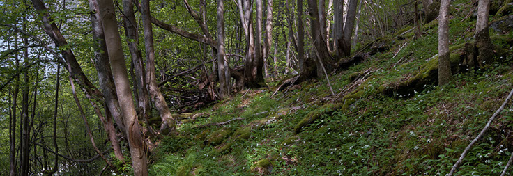 Hardanger vårmarihånd