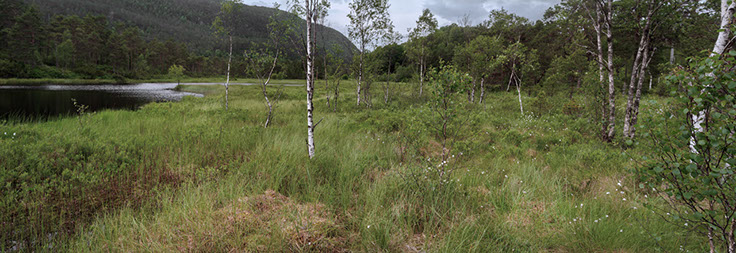 Corallorhiza trifida korallrot