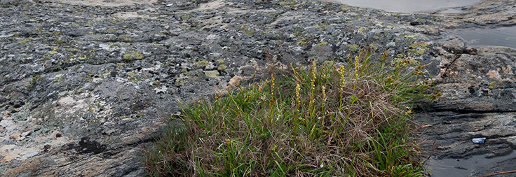 Herminium monorchis honningblom