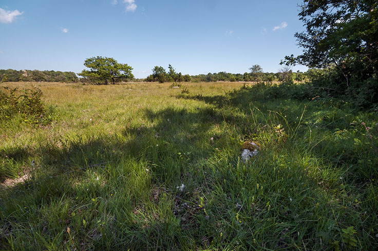 Herminium monorchis honningblom