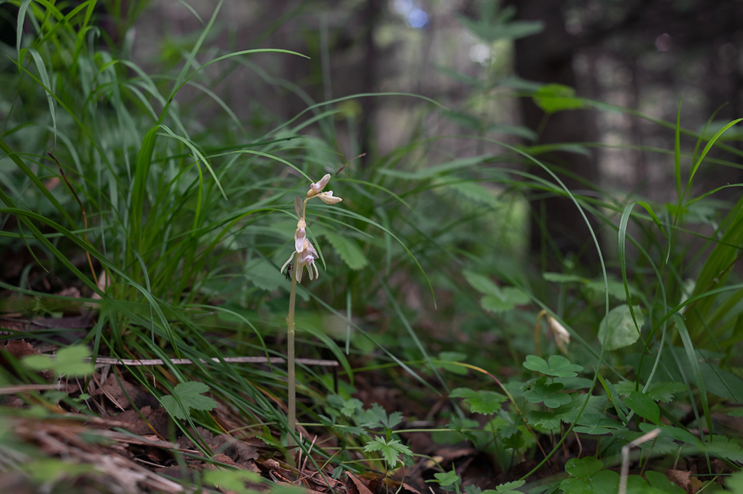 Epipogium aphyllum huldreblom