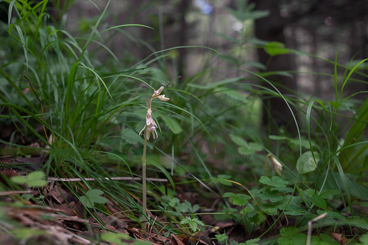 Epipogium aphyllum huldreblom
