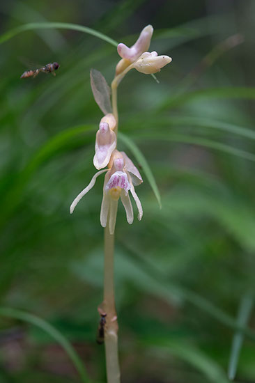 Epipogium aphyllum huldreblom