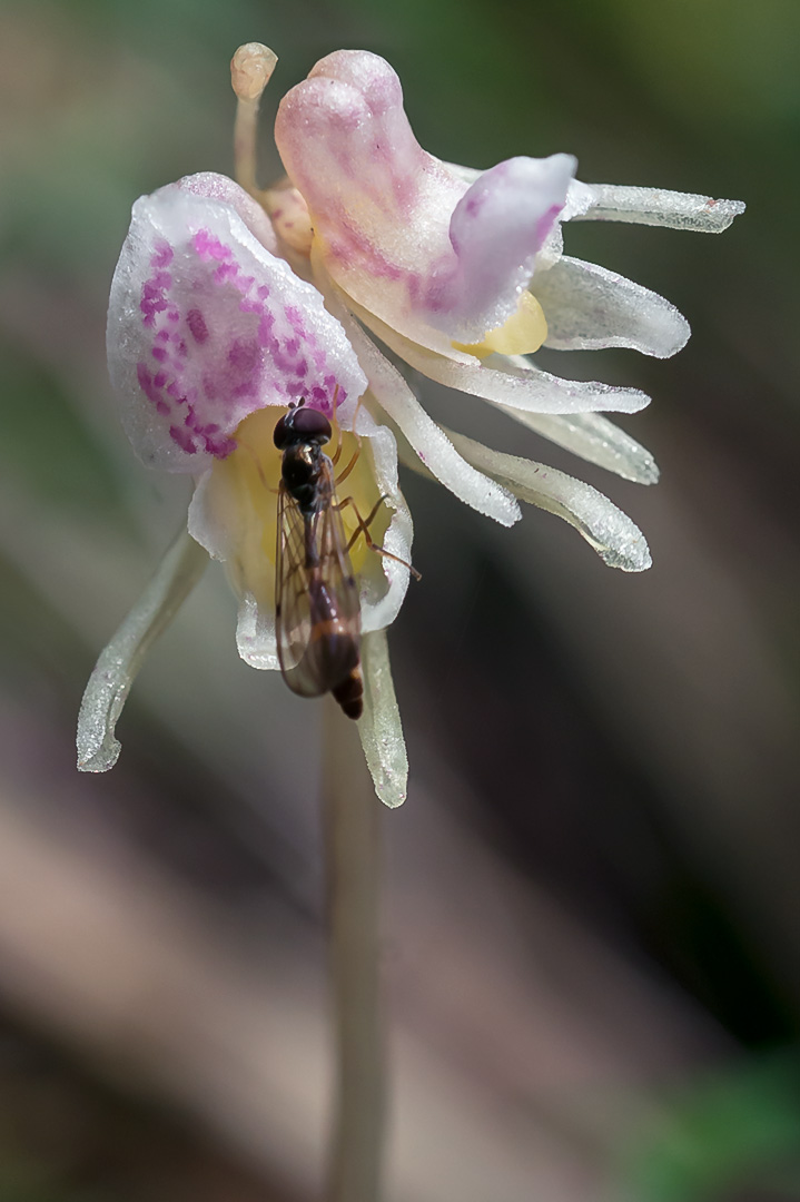 Epipogium aphyllum huldreblom