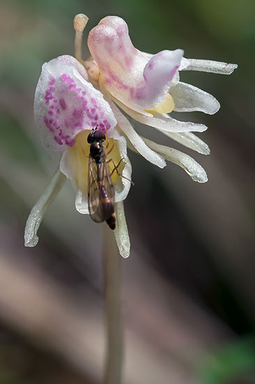 Epipogium aphyllum huldreblom