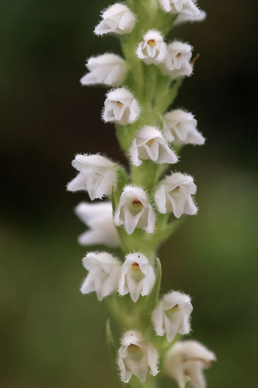 Goodyera repens knerot