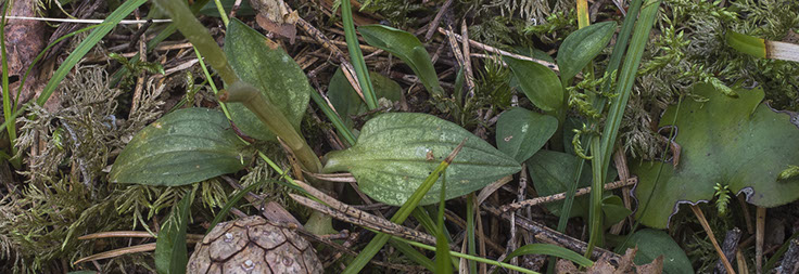Goodyera repens knerot