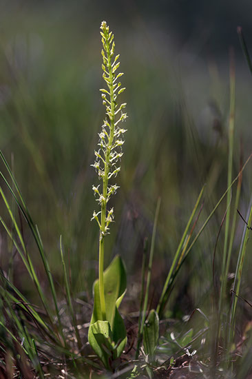 Malaxis monophyllos knottblom