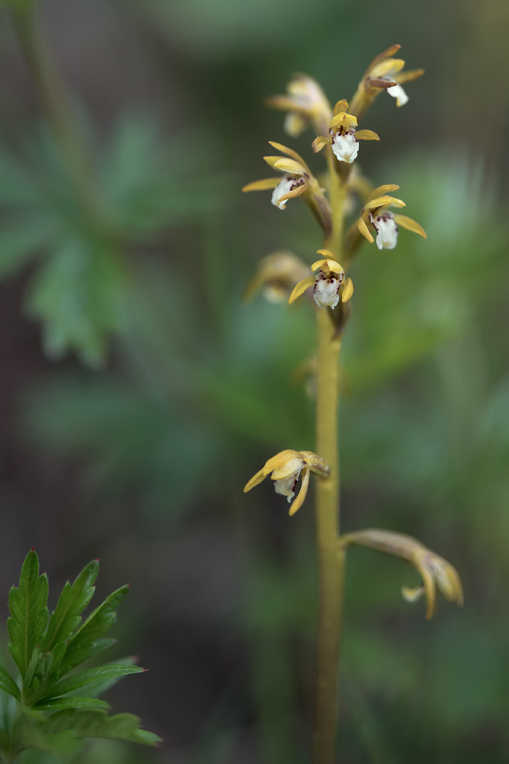 Corallorhiza trifida korallrot