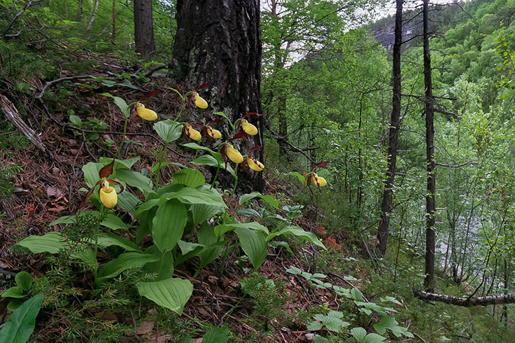 Cypripedium calceolus marisko
