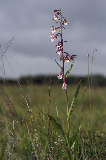 Epipactis palustris myrflangre