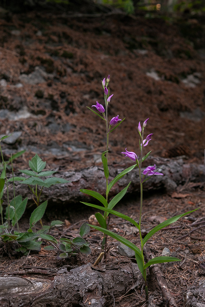 Cephalanthera rubra rød skogfrue