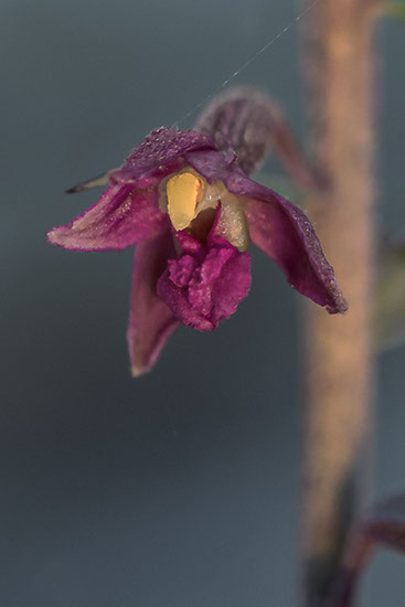 Epipactis atrorubens rødflangre