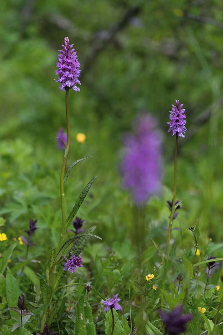 Dactylorhiza maculata blekmarihånd
