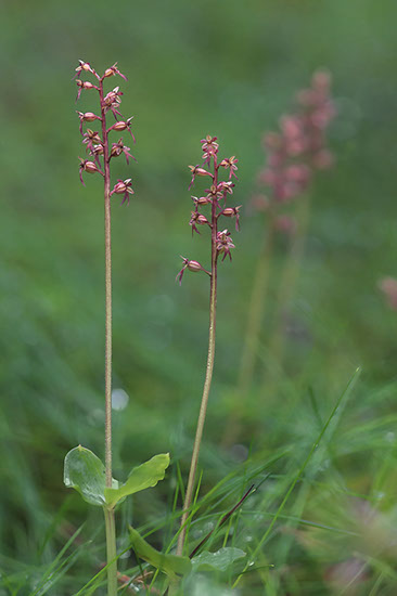 Neotiia cordata småtveblad