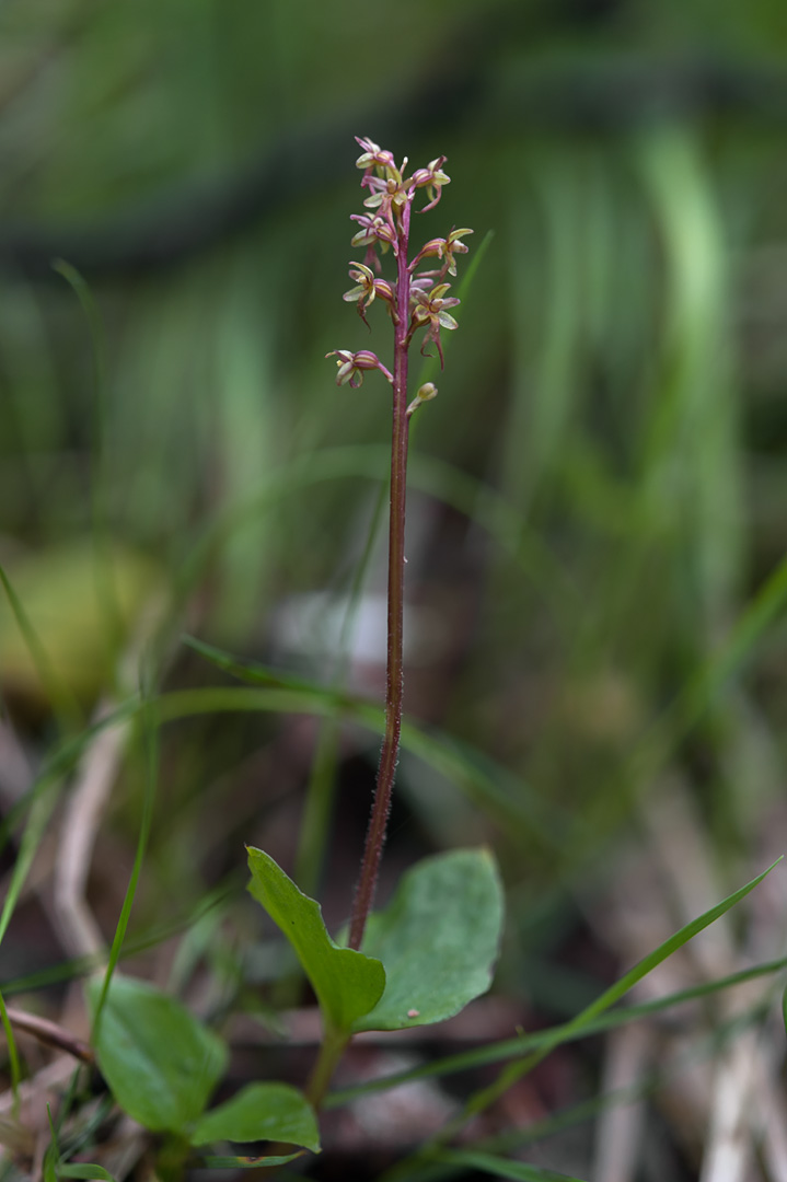 Neotiia cordata småtveblad
