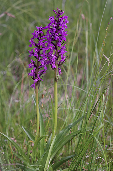 Dactylorhiza majalis ssp. sphagnicola smalmarihånd