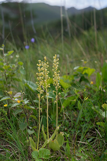 Neottia ovata stortveblad