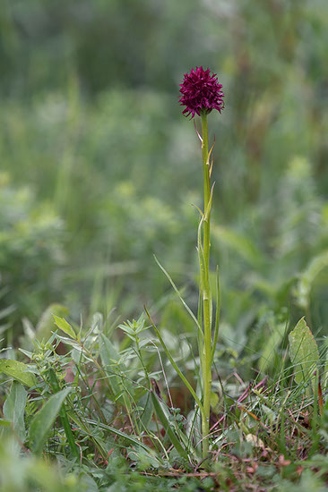 Gymnadenia nigra svartkurle