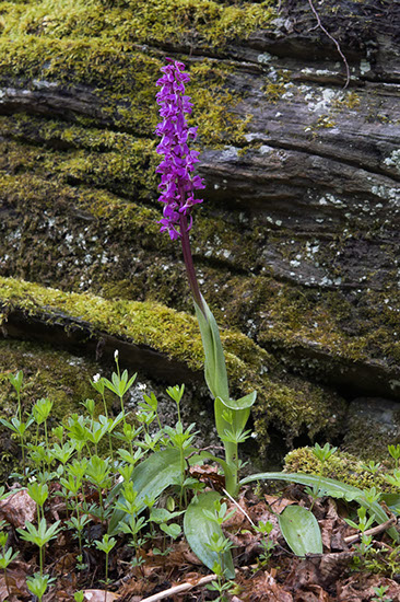 Orchis mascula vårmarihånd